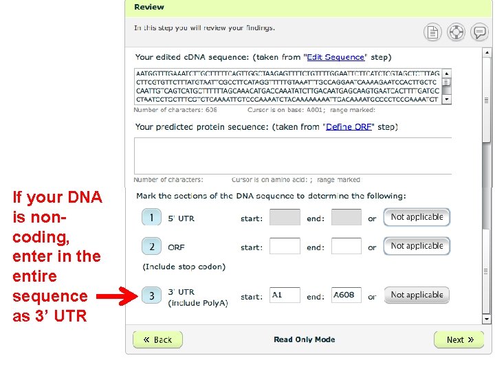 If your DNA is noncoding, enter in the entire sequence as 3’ UTR 