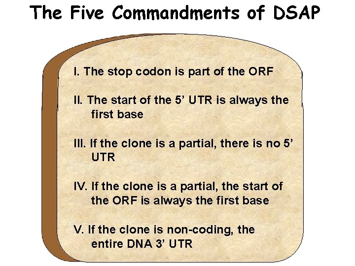 The Five Commandments of DSAP I. The stop codon is part of the ORF