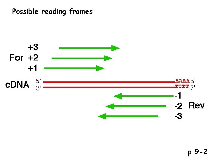 Possible reading frames p 9 -2 