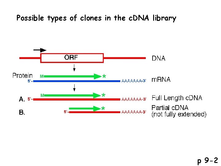 Possible types of clones in the c. DNA library p 9 -2 