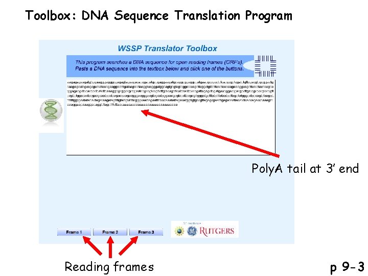 Toolbox: DNA Sequence Translation Program Poly. A tail at 3’ end Reading frames p