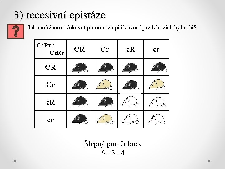 3) recesivní epistáze Jaké můžeme očekávat potomstvo při křížení předchozích hybridů? Cc. Rr 