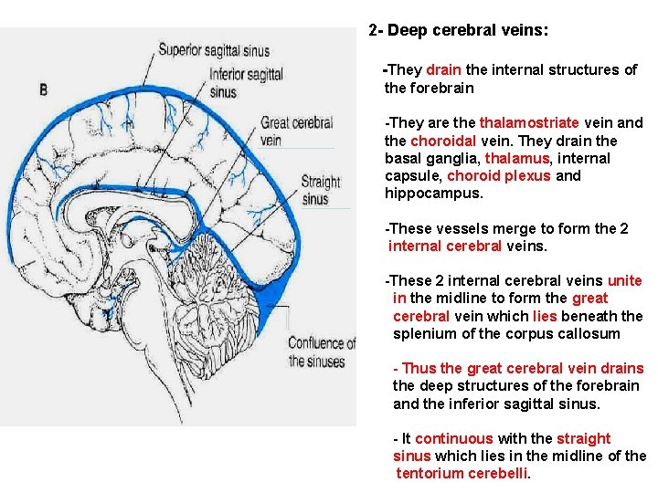 2 - Deep cerebral veins: -They drain the internal structures of the forebrain -They