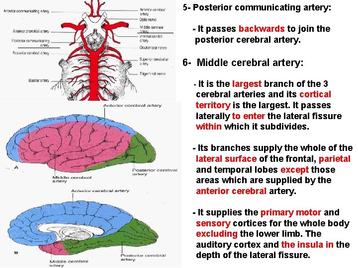 5 - Posterior communicating artery: - It passes backwards to join the posterior cerebral