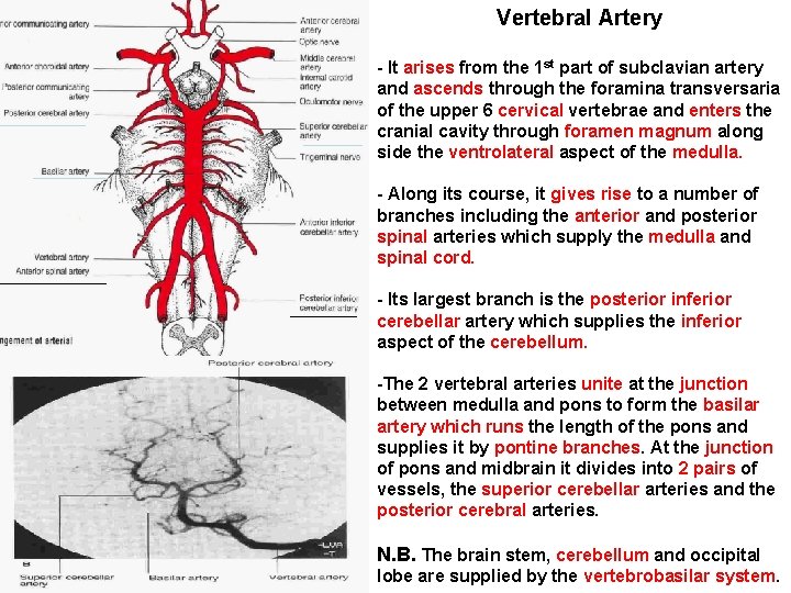 Vertebral Artery - It arises from the 1 st part of subclavian artery and
