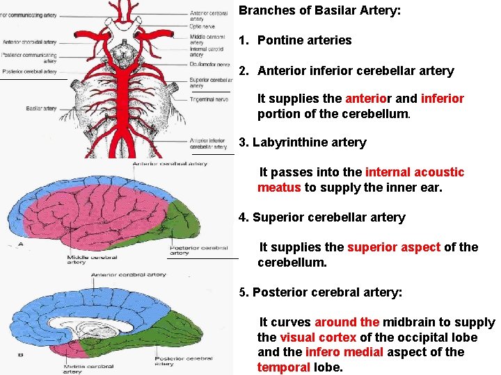 Branches of Basilar Artery: 1. Pontine arteries 2. Anterior inferior cerebellar artery It supplies