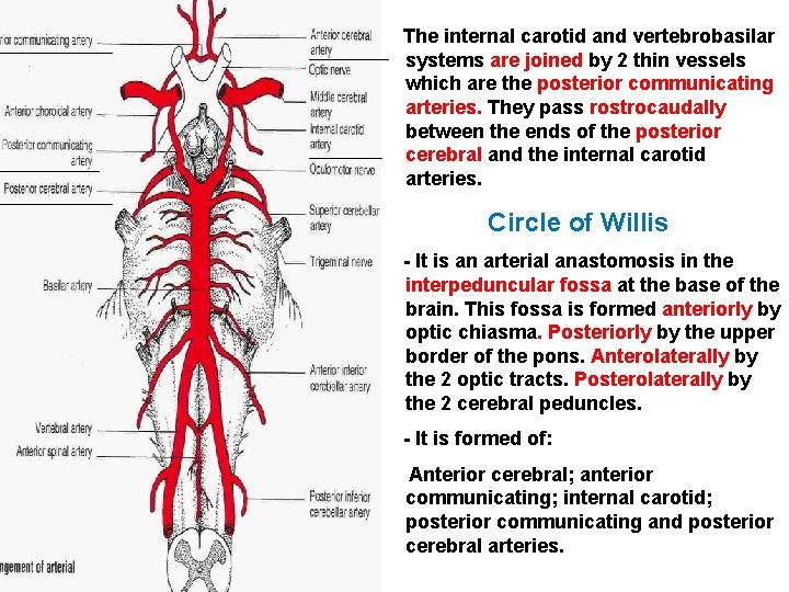 The internal carotid and vertebrobasilar systems are joined by 2 thin vessels which are