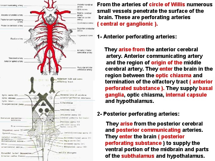 From the arteries of circle of Willis numerous small vessels penetrate the surface of