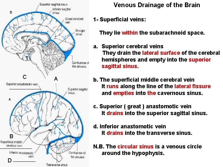 Venous Drainage of the Brain 1 - Superficial veins: They lie within the subarachnoid