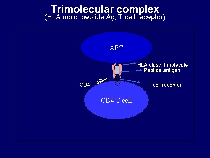 Trimolecular complex (HLA molc. , peptide Ag, T cell receptor) APC CD 4 T