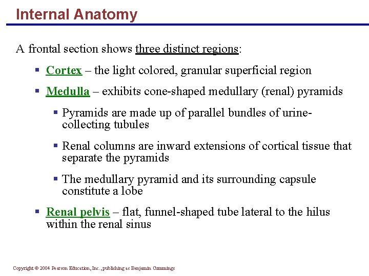 Internal Anatomy A frontal section shows three distinct regions: § Cortex – the light