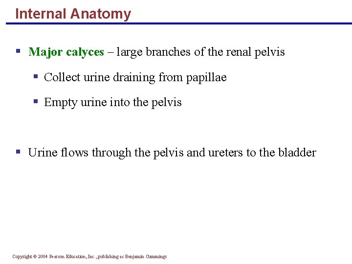 Internal Anatomy § Major calyces – large branches of the renal pelvis § Collect
