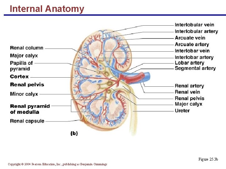 Internal Anatomy Figure 25. 3 b Copyright © 2004 Pearson Education, Inc. , publishing