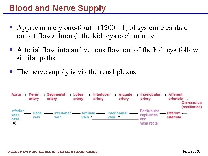 Blood and Nerve Supply § Approximately one-fourth (1200 ml) of systemic cardiac output flows