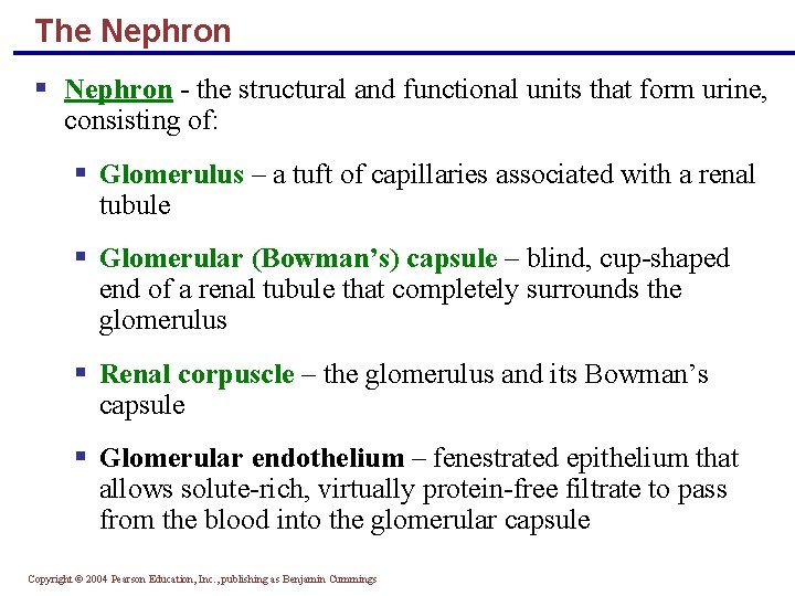 The Nephron § Nephron - the structural and functional units that form urine, consisting