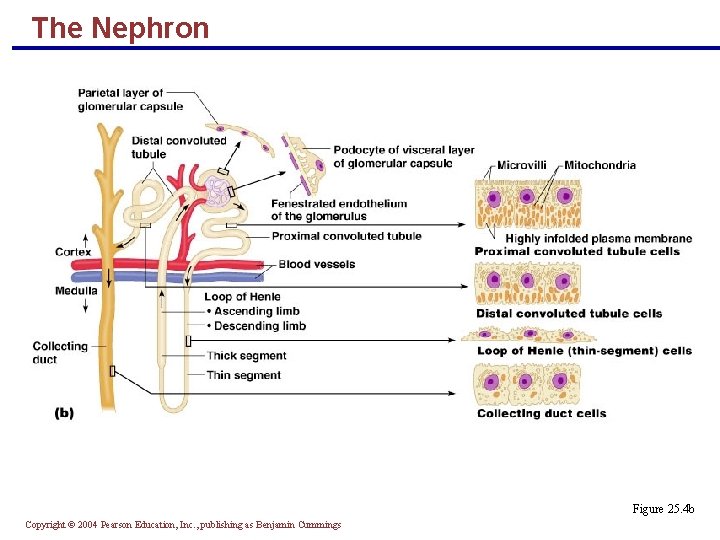 The Nephron Figure 25. 4 b Copyright © 2004 Pearson Education, Inc. , publishing