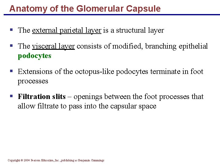 Anatomy of the Glomerular Capsule § The external parietal layer is a structural layer