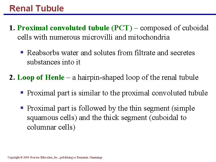 Renal Tubule 1. Proximal convoluted tubule (PCT) – composed of cuboidal cells with numerous