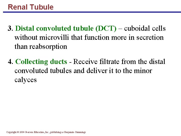 Renal Tubule 3. Distal convoluted tubule (DCT) – cuboidal cells without microvilli that function