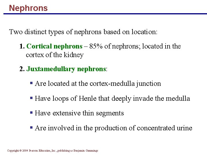 Nephrons Two distinct types of nephrons based on location: 1. Cortical nephrons – 85%