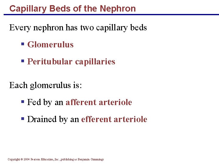 Capillary Beds of the Nephron Every nephron has two capillary beds § Glomerulus §