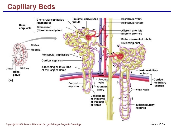 Capillary Beds Copyright © 2004 Pearson Education, Inc. , publishing as Benjamin Cummings Figure