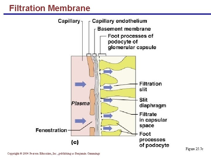 Filtration Membrane Figure 25. 7 c Copyright © 2004 Pearson Education, Inc. , publishing