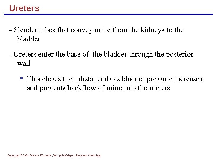 Ureters - Slender tubes that convey urine from the kidneys to the bladder -