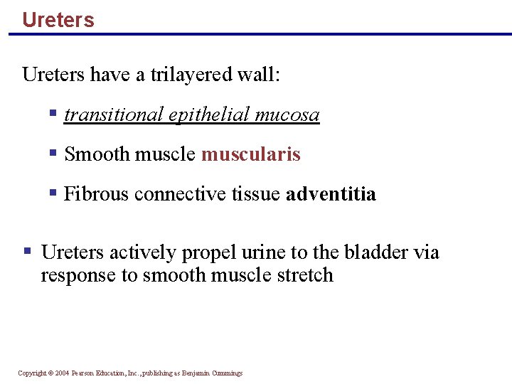 Ureters have a trilayered wall: § transitional epithelial mucosa § Smooth muscle muscularis §