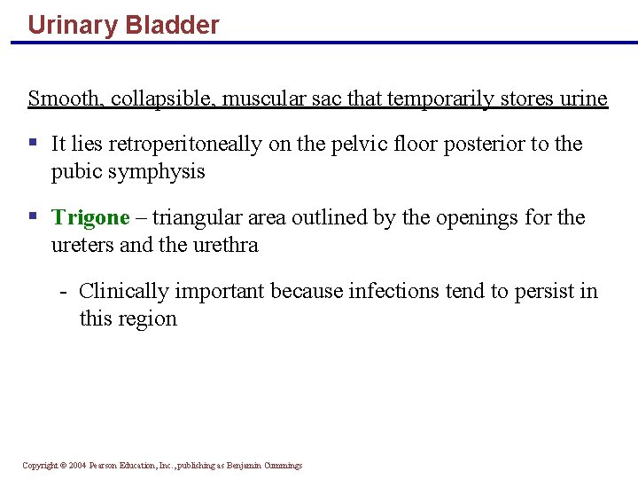 Urinary Bladder Smooth, collapsible, muscular sac that temporarily stores urine § It lies retroperitoneally