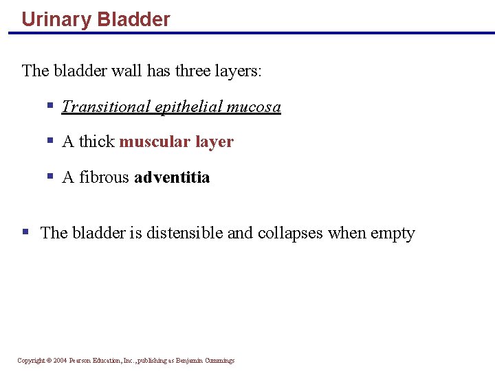Urinary Bladder The bladder wall has three layers: § Transitional epithelial mucosa § A
