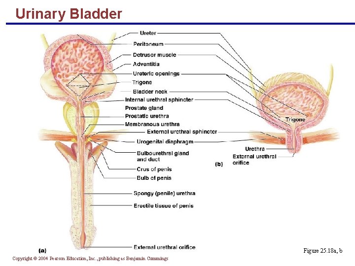 Urinary Bladder Figure 25. 18 a, b Copyright © 2004 Pearson Education, Inc. ,