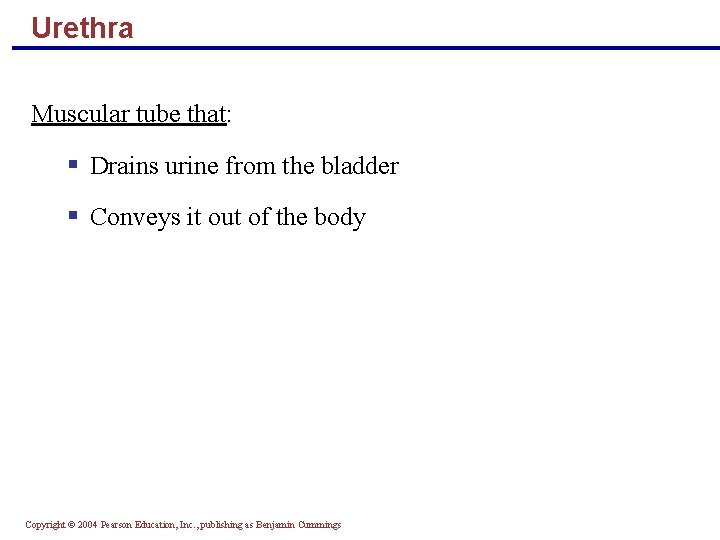 Urethra Muscular tube that: § Drains urine from the bladder § Conveys it out