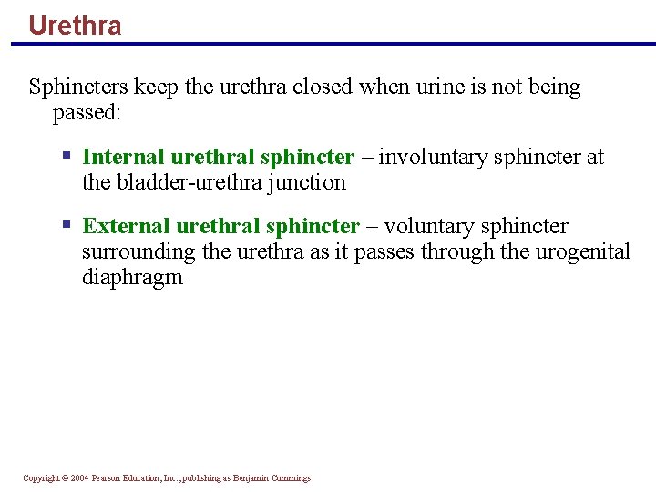 Urethra Sphincters keep the urethra closed when urine is not being passed: § Internal