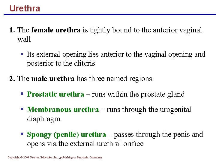 Urethra 1. The female urethra is tightly bound to the anterior vaginal wall §