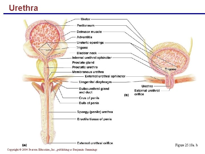 Urethra Figure 25. 18 a. b Copyright © 2004 Pearson Education, Inc. , publishing