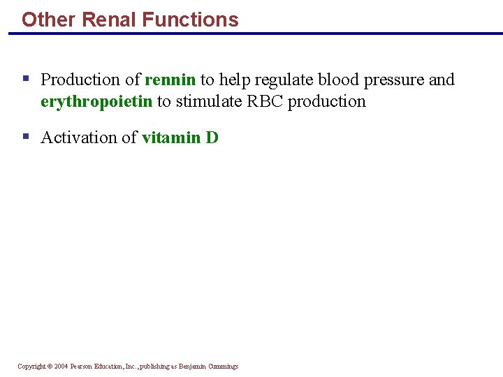 Other Renal Functions § Production of rennin to help regulate blood pressure and erythropoietin