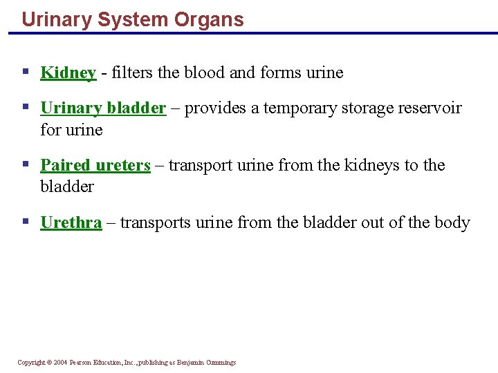 Urinary System Organs § Kidney - filters the blood and forms urine § Urinary