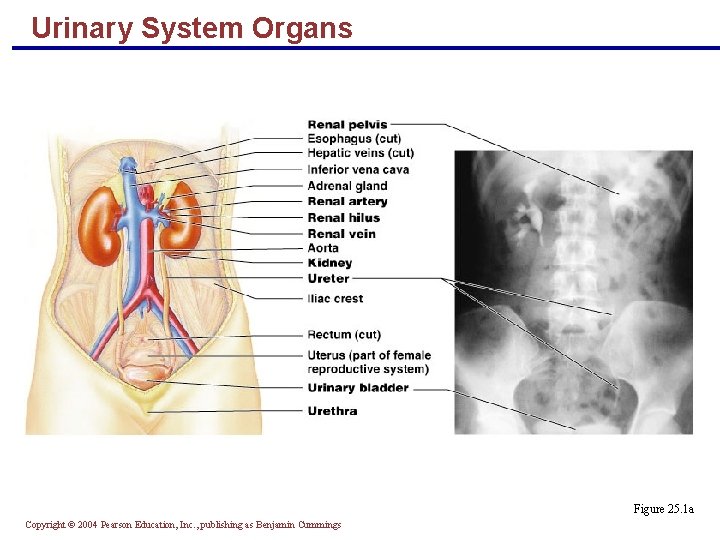 Urinary System Organs Figure 25. 1 a Copyright © 2004 Pearson Education, Inc. ,