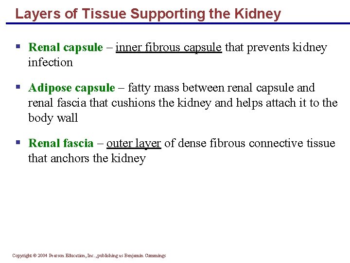 Layers of Tissue Supporting the Kidney § Renal capsule – inner fibrous capsule that