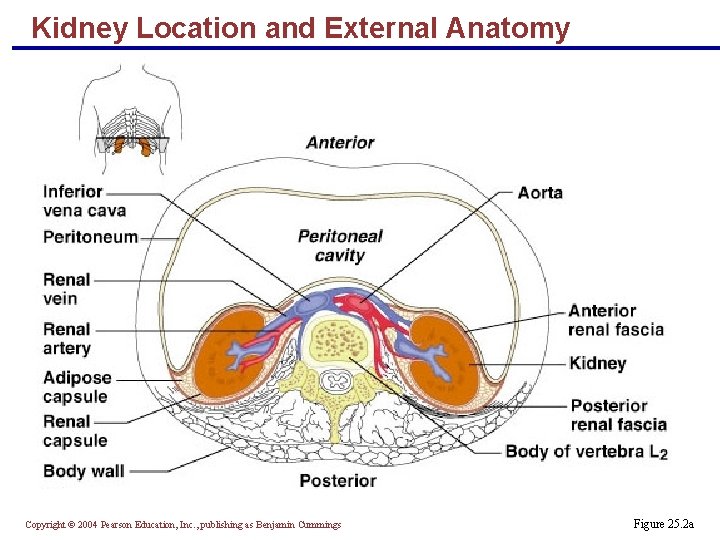 Kidney Location and External Anatomy Copyright © 2004 Pearson Education, Inc. , publishing as