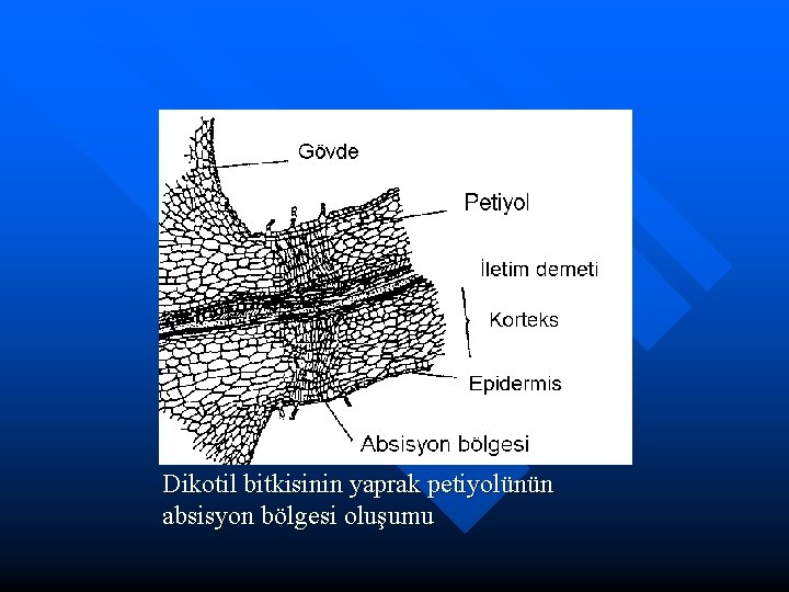 Dikotil bitkisinin yaprak petiyolünün absisyon bölgesi oluşumu 