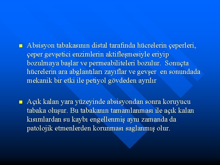 n Absisyon tabakasının distal tarafında hücrelerin çeperleri, çeper gevşetici enzimlerin aktifleşmesiyle eriyip bozulmaya başlar