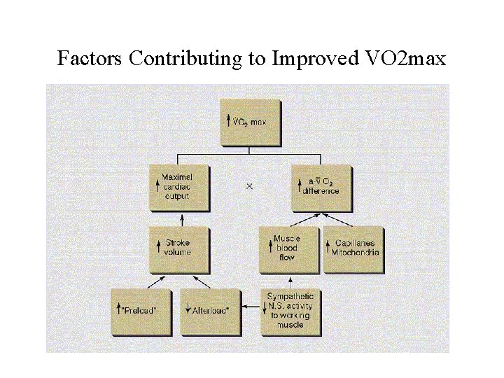 Factors Contributing to Improved VO 2 max 