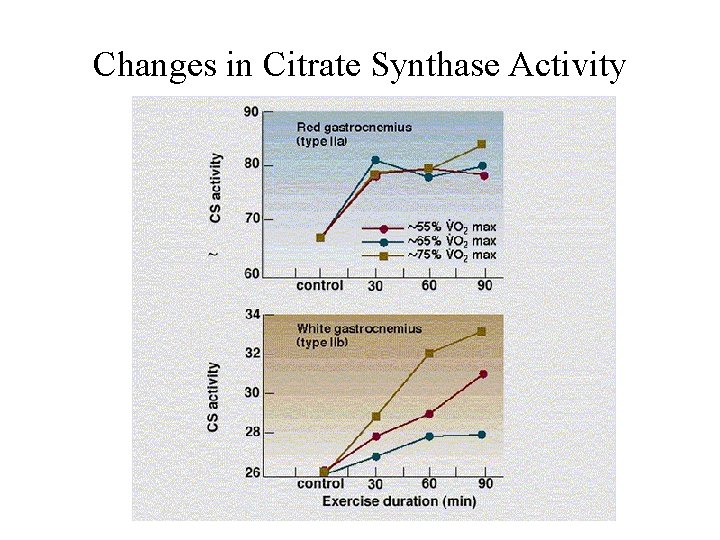 Changes in Citrate Synthase Activity 