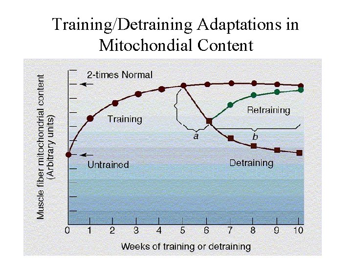 Training/Detraining Adaptations in Mitochondial Content 