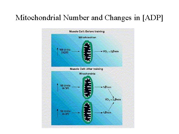 Mitochondrial Number and Changes in [ADP] 