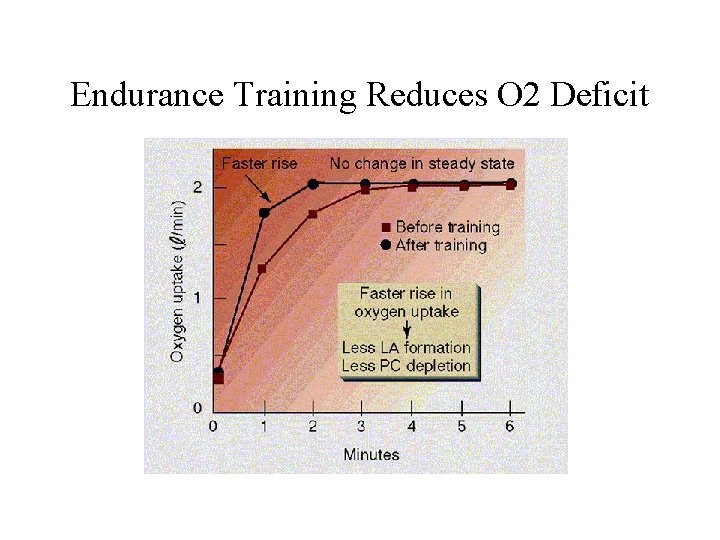 Endurance Training Reduces O 2 Deficit 
