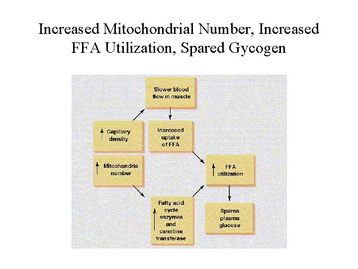 Increased Mitochondrial Number, Increased FFA Utilization, Spared Gycogen 