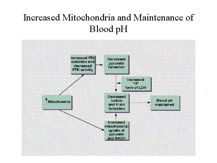 Increased Mitochondria and Maintenance of Blood p. H 